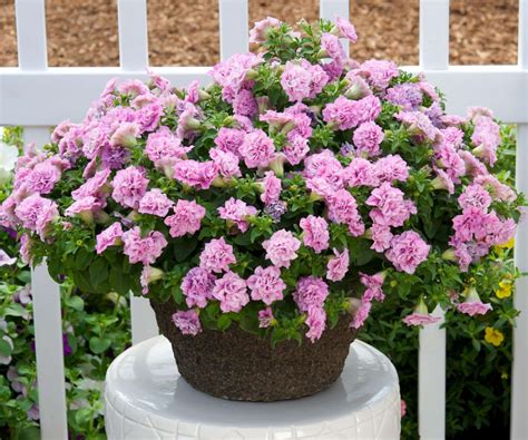 Tips for Growing Surfinia Summer Double Petunias - Greenhouse Grower
