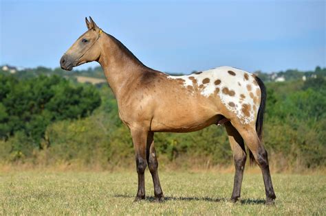 Nez Perce horse (Akhal Teke x Appaloosa) | Horse breeds, Horses ...