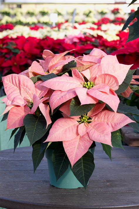20 Festive Christmas Flowers and Plants That Aren't Poinsettias