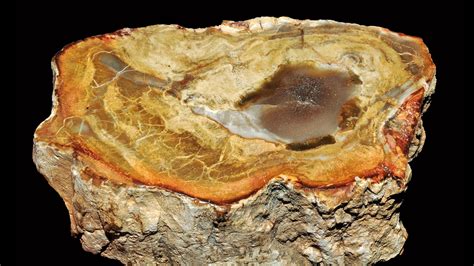Petrified Wood Properties and Meaning + Photos | Crystal Information
