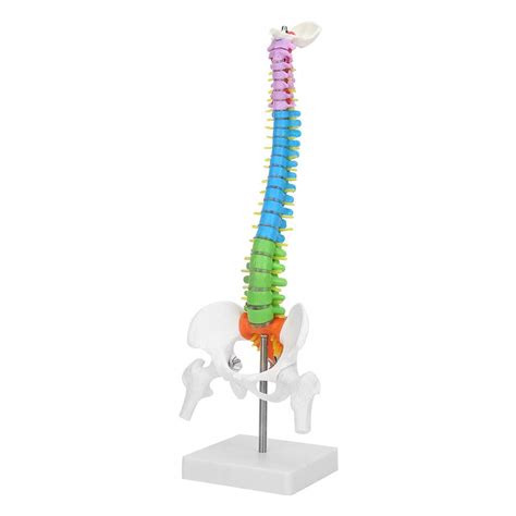 Buy New Life-Size Anatomical Spine Anatomical Model for Science lab ...