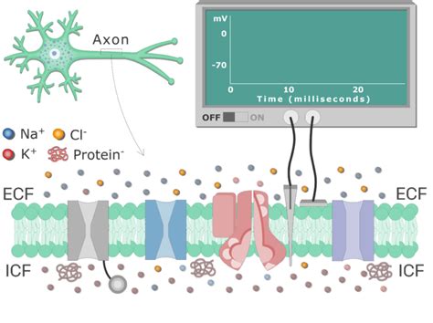 Image result for Neuron Resting Membrane Potential