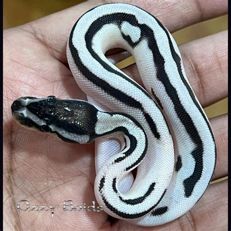 Image result for Axanthic Ghost Spider Ball Python