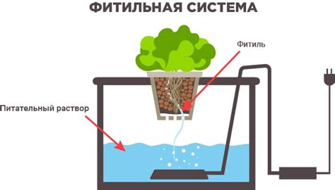 Что такое гидропоника?