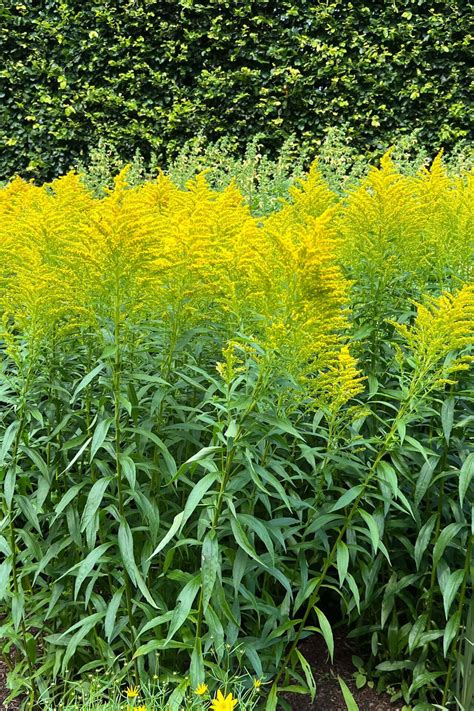 Goldenrod Plants for Sale - Hardy Blooms for Your Garden – TN Nursery