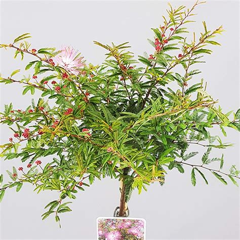 Buy Calliandra Dixie Pink Tree | Powder Puff Potted Trees for Small ...