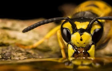 Download wallpaper bee, insect, Bee, section animals in resolution 320x400