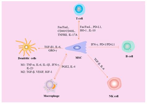 Interaction between Mesenchymal Stem Cells and Immune Cells during Bone ...