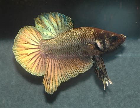 Image result for Betta Fish Compatibility