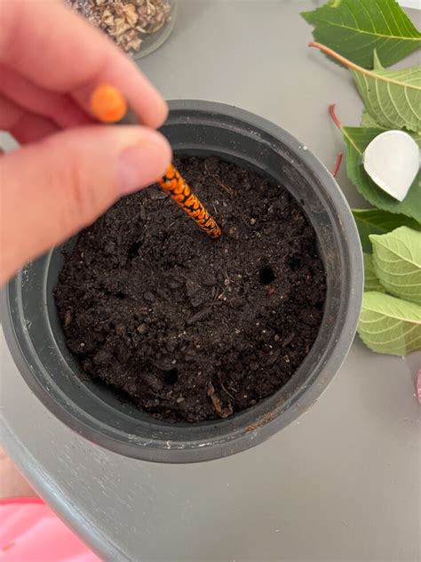 Propagating Hydrangeas 的图像结果