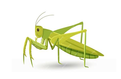 Premium Vector | Cute grasshopper concept Green insect with many paws Wild life and ecosystem ...