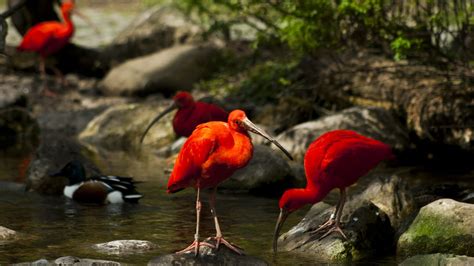 Scarlet Ibis Elegance: Vibrant HD Bird Wallpaper in Nature's Glow
