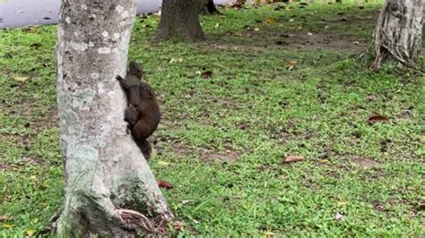 Image result for Copulation in Animals