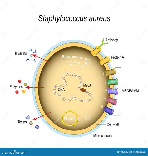 Structure Cellulaire De Staphylococcus Aureus Et Facteurs Pathogènes Illustration de Vecteur ...