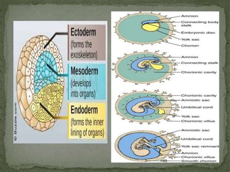 Conception Process Step by Step 的图像结果