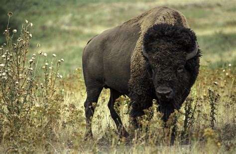 Bison, Oklahoma's State Animal image - Free stock photo - Public Domain ...