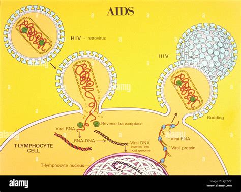 AIDS life cycle illustration Stock Photo - Alamy
