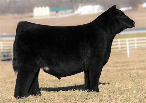 2024 Sire Directory by American Maine-Anjou Association - Issuu