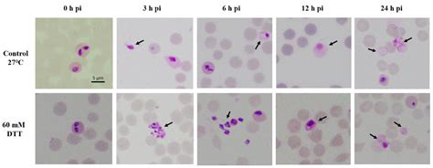 Initiated Babesia ovata Sexual Stages under In Vitro Conditions Were ...