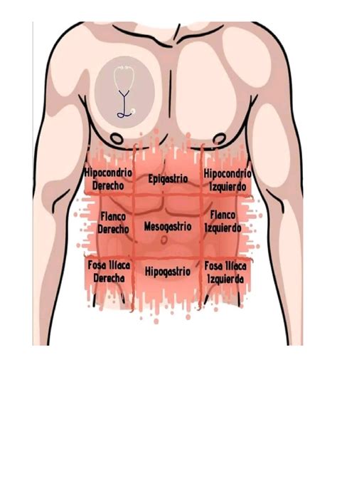 Abdominal - ayuda - Hipocondrio Derecho Epigastrio Hipocondrio ...