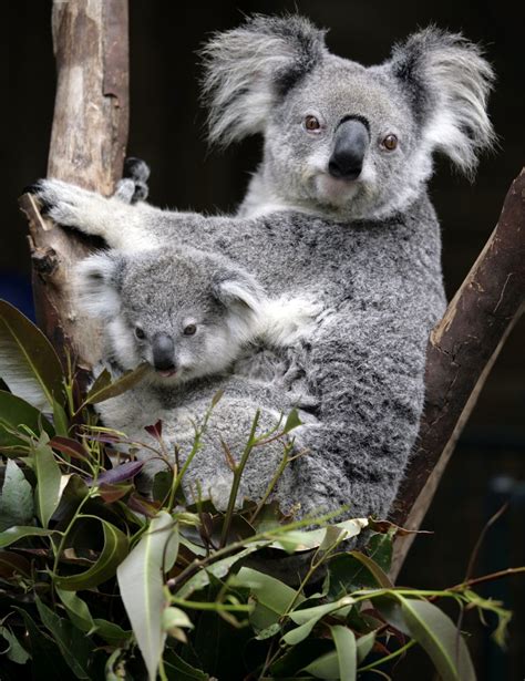 Marsupial Koala