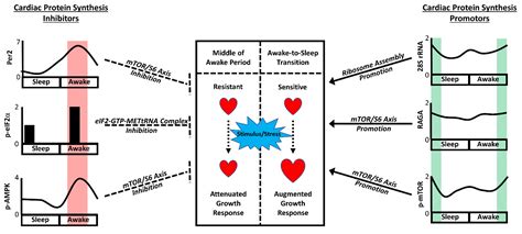 Circadian Governance of Cardiac Growth