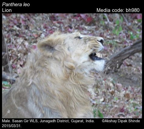 Panthera leo Linnaeus, 1758 - Lion | Mammals