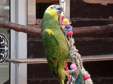 Voegel Kleinanzeigen | Voegel Annoncen | Voegel Inserate | Voegel ...