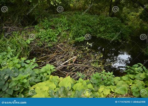 A Beaver Dam is Erected by Beavers on the River To Protect it from Predators and To Facilitate ...