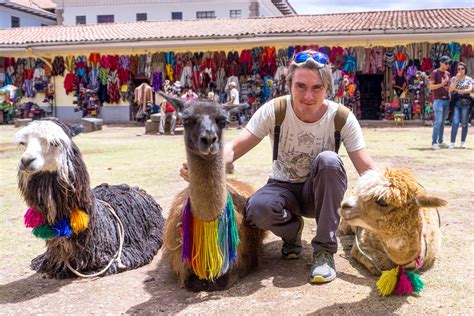 Places to see llamas and alpacas near Cusco