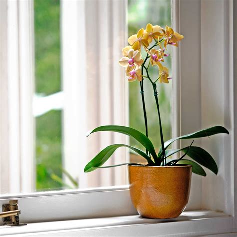 How to care for an orchid – 7 things you need to know…
