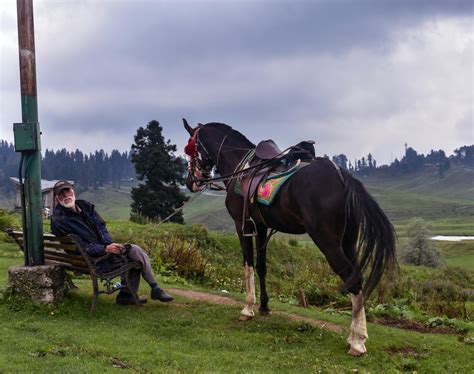 Horse Butt Photos, Download The BEST Free Horse Butt Stock Photos & HD ...