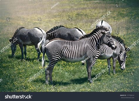 What Species Are Zebras at Armand Hudson blog