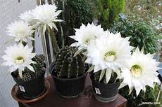 fiori di cactus fiori di cactus fiori di cactus fiori di cactus