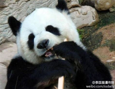 在泰大熊猫烂牙引被虐质疑 回应称体检很健康|大熊猫|泰国_新浪新闻