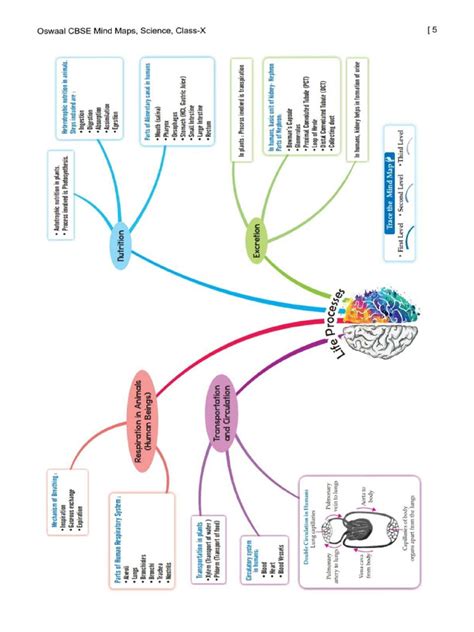 Image result for Class 10 Science Life Processes Mind Map