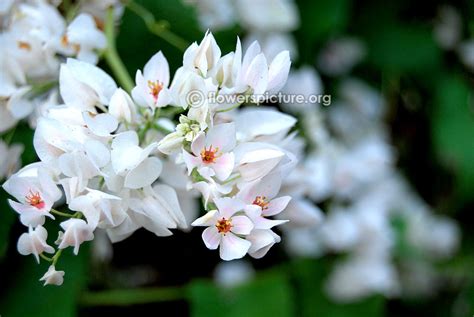White Coral Vine | Antigonon leptopus 'Alba'
