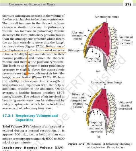 Expiration involves-a)Contraction of diaphragm musclesb)Contraction of ...