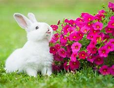 Image result for Bunnies Eating Flowers