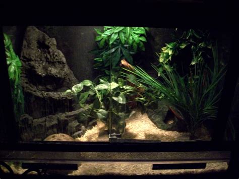 Cool Ball Python Setups 的图像结果