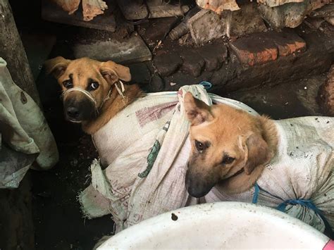 Image result for Dogs Getting Slaughtered