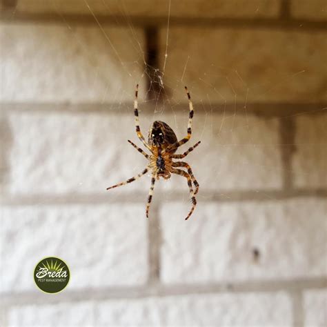 Your Guide to Identifying Spiders in Georgia | Breda Pest Management