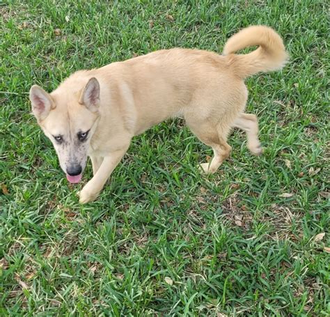 Carolina Dog Puppies For Sale | North Braeswood Boulevard, Houston, TX ...