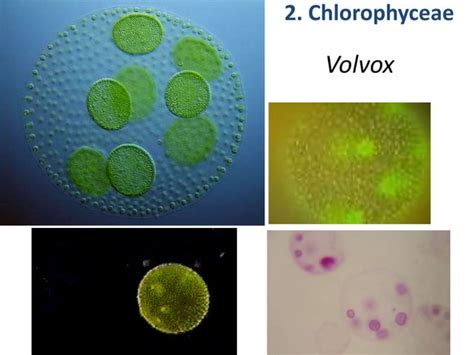 Image result for Echiler Classification System