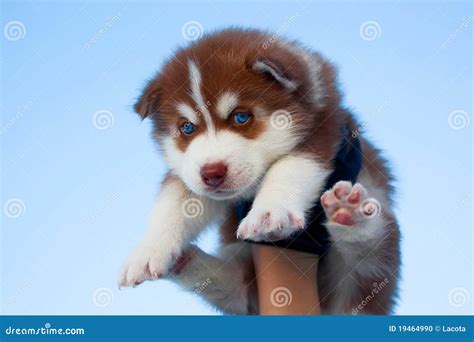 Red Siberian Husky Puppies With Blue Eyes