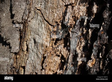 Image result for Oak Tree Rot Base of Trunk