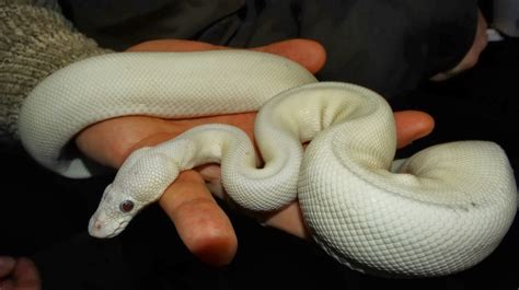 Image result for White Python Pet