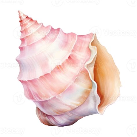 Image result for Conch Shell Drawing Colored