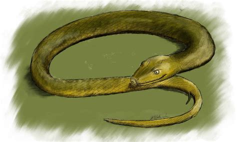 Image result for Sun Tiger Cow Reticulated Python