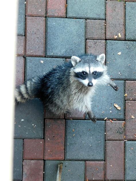 Boone, Crocket, and Dewey, Cheatem, and Howe. Dewey is bold enough to ...